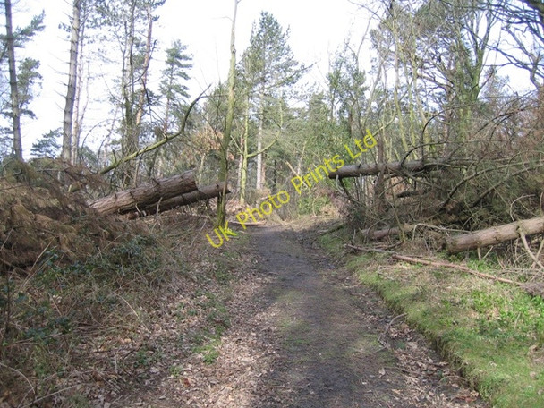 Photo 6"x4" Wind blown trees at Gwysaney Cefn-eurgain c2008