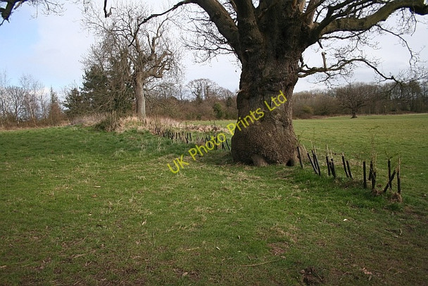Photo 6"x4" New Hedge, St Wulstans Nature Reserve Marl Bank c2008