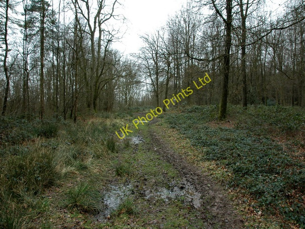 Photo 6"x4" Old Down Wood after rain Ropley Soke c2008