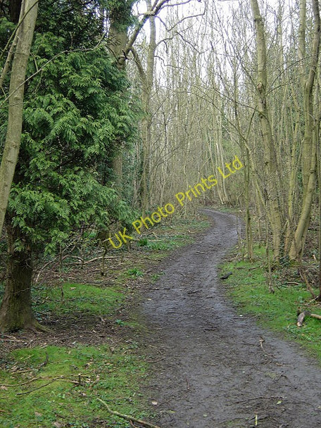 Photo 6"x4" Woodland footpath on Cottagers Hill Gotham\/SK5330 c2008