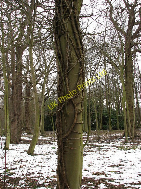 Photo 6"x4" Church plantation Beeston St Lawrence c2008