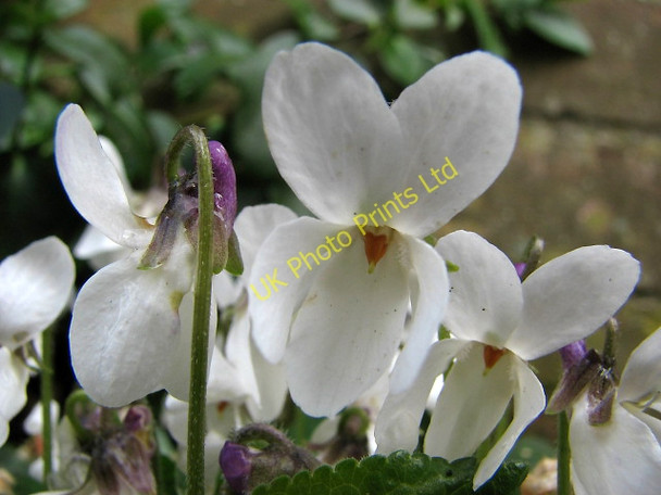 Photo 6"x4" White violets Stratton Strawless c2008