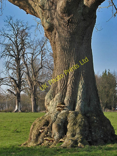 Photo 6"x4" Veteran trees Buxton\/TG2322 c2008