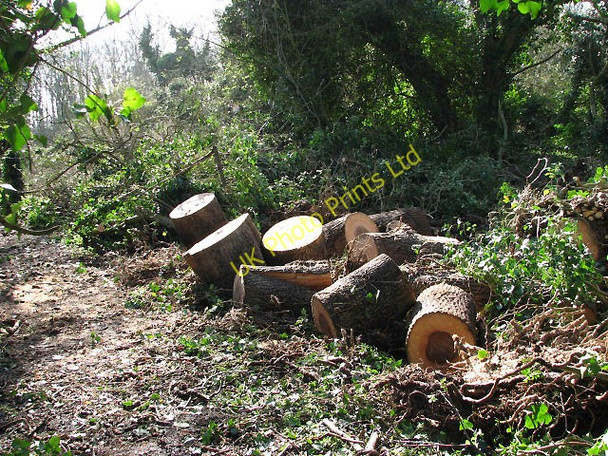Photo 6"x4" Remains of a tree now firewood Little Hautbois c2008