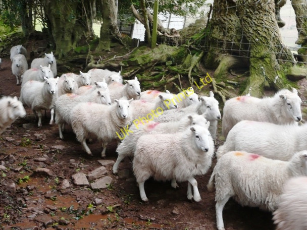 Photo 6"x4" Sheep (2) Pengenffordd c2008