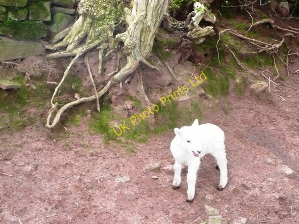 Photo 6"x4" Sheep (3) Pengenffordd c2008