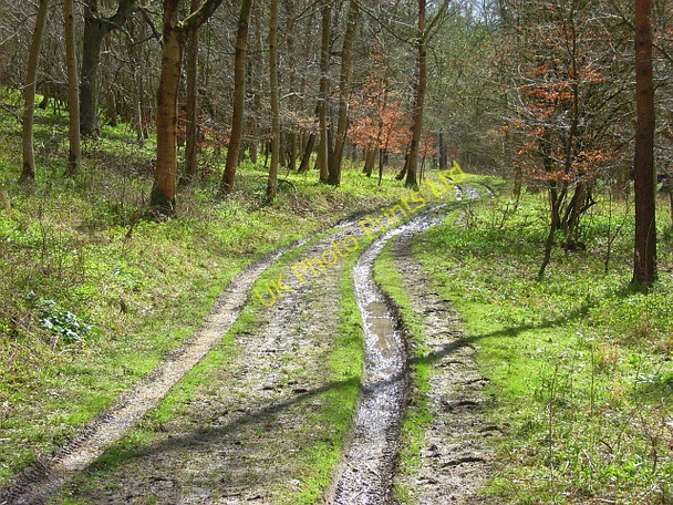 Photo 6"x4" Penley Wood, Stokenchurch Ibstone c2008