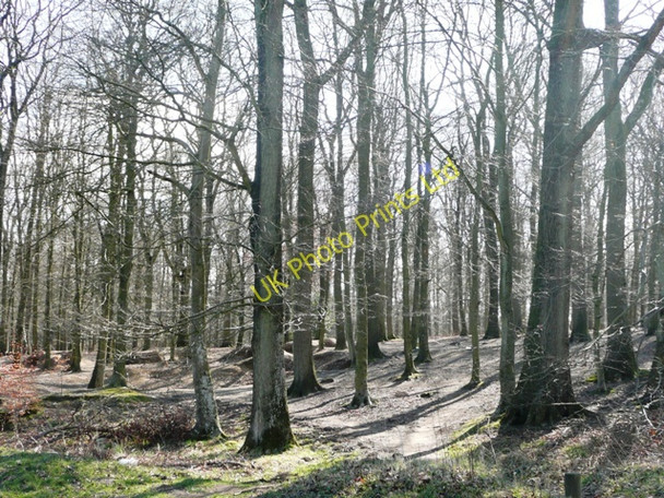 Photo 6"x4" Start of the forest Baker's Hill\/SO5811 c2008