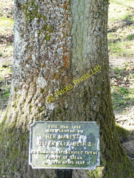 Photo 6"x4" Queen Elizabeth Oak Cannop c2008