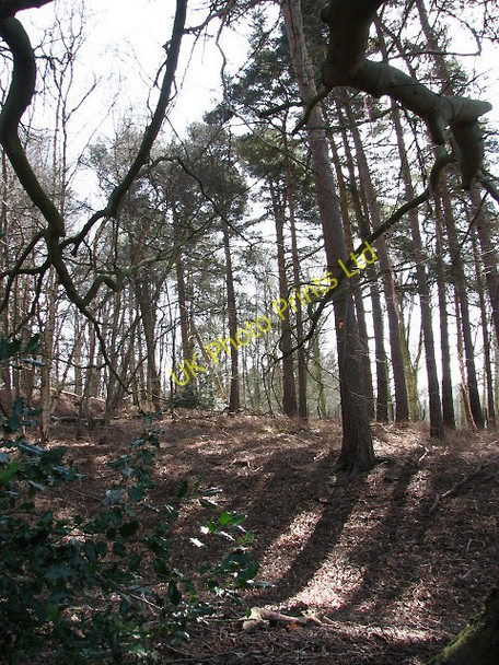 Photo 6"x4" Sunlight and shadows Felthorpe c2008