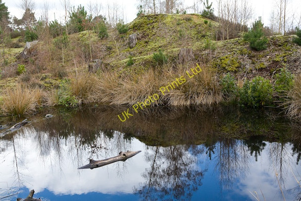 Photo 6"x4" Small pond and mossy bank east of Ramsdown Plantation Blackwater\/SZ1395 c2008