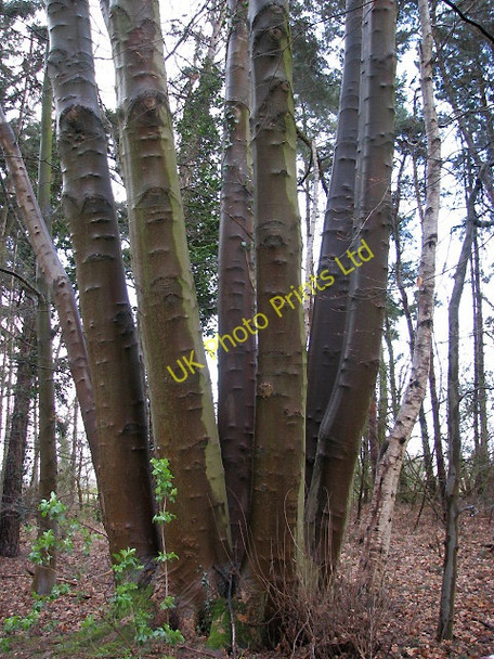Photo 6"x4" Beech tree with a multitude of trunks Aylsham c2008
