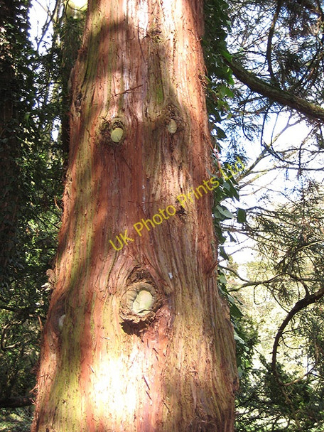Photo 6"x4" Bark of a red cedar at Eastnor Castle Clencher's Mill c2008
