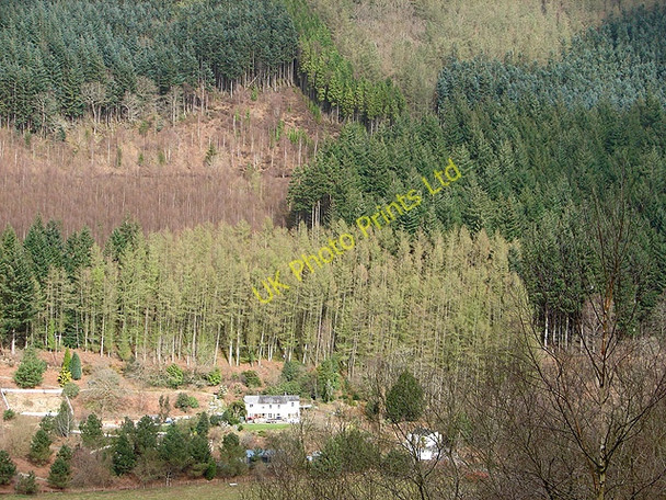 Photo 6"x4" Shades of green Ystumtuen c2008