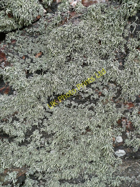 Photo 6"x4" Lichen-coated rock New Downs\/SW7051 c2008