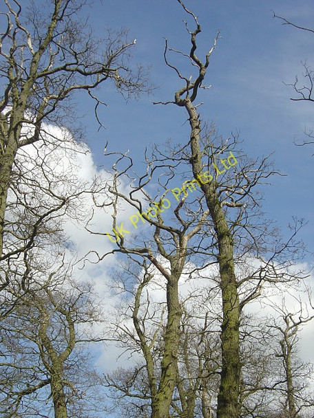 Photo 6"x4" Death by degrees Hoton c2008