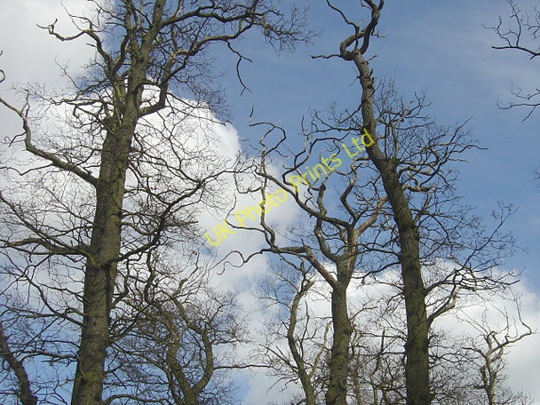 Photo 6"x4" Death by degrees Hoton c2008 P1