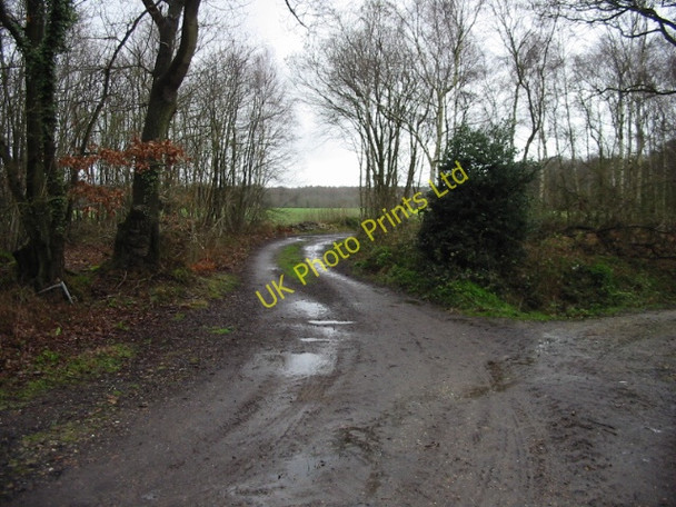 Photo 6"x4" Path through Cane Wood Tyler Hill c2008