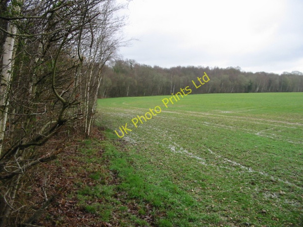 Photo 6"x4" View across the field to Cane Wood Radfall c2008