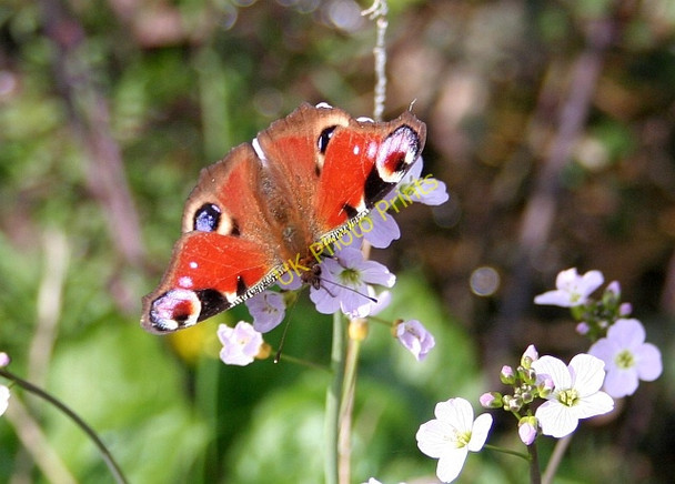 Photo 6"x4" Peacock Butterfly in Yewleigh Lane Duckswich c2008