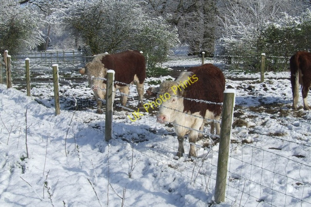 Photo 6"x4" Hereford cattle in the snow Bushbury\/SJ9203 c2008