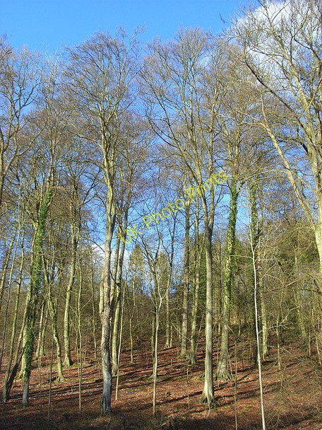 Photo 6"x4" Greenfield Wood Greenfield\/SU7191 c2008