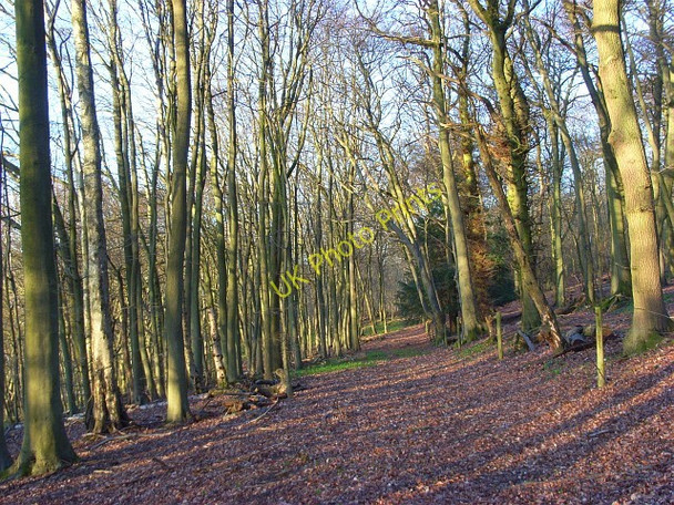 Photo 6"x4" Lower Dean Wood, Watlington Christmas Common c2008
