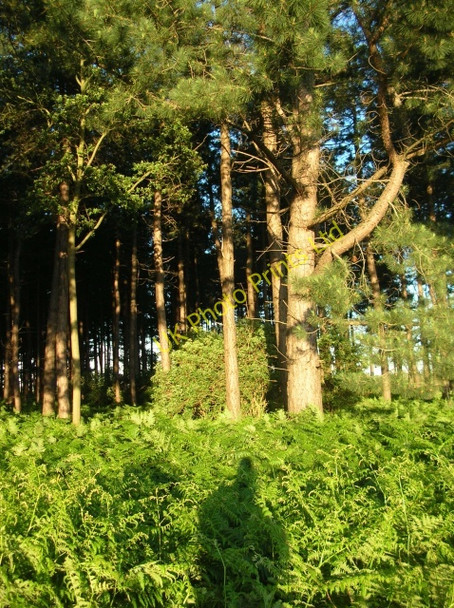 Photo 6"x4" Broomhill plantation Storwood c2007