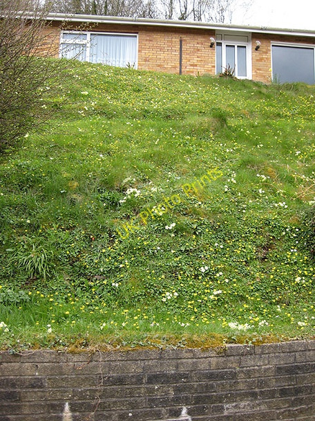 Photo 6"x4" An almost vertical lawn, Symonds Yat West Great Doward c2008