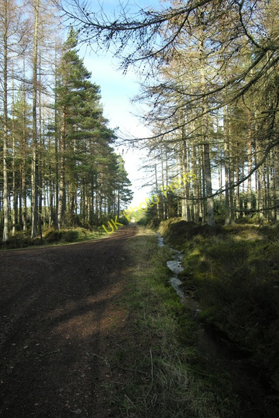 Photo 6"x4" Millbuie Forest track Springfield\/NH6663 c2008