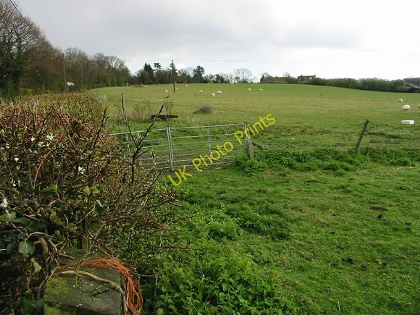 Photo 6"x4" Sheep fields to the S of Denstroude Road Honey Hill\/TR1161 c2008
