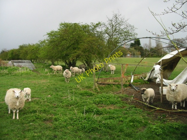 Photo 6"x4" Inquisitive sheep and lambs Honey Hill\/TR1161 c2008