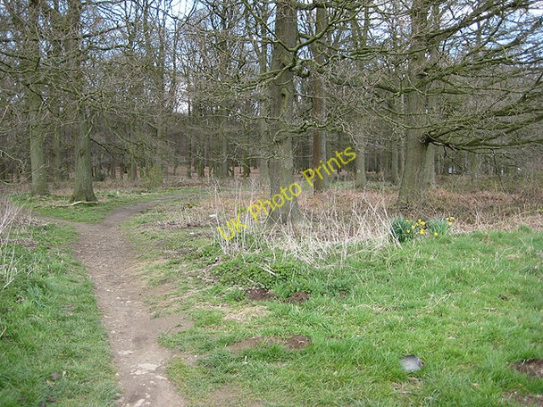 Photo 6"x4" Edge of the forest, Broadwell Baker's Hill\/SO5811 c2008