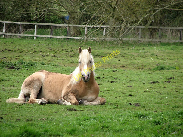 Photo 6"x4" Taking a rest Brampton\/TG2224 c2008