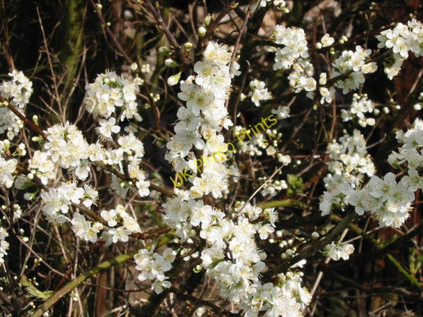 Photo 6"x4" Blackthorn in blossom Honey Hill\/TR1161 c2008