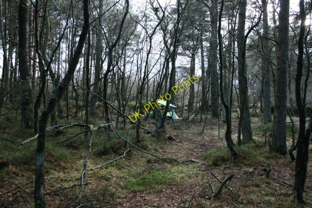 Photo 6"x4" Woodland on Leaf Howe Stape c2008