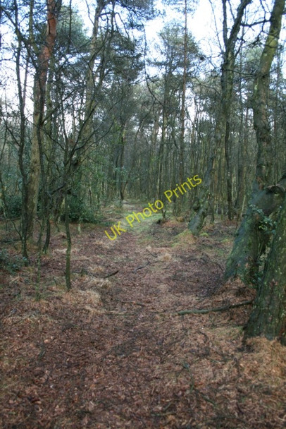 Photo 6"x4" Woodland on Leaf Howe Stape c2008 P1