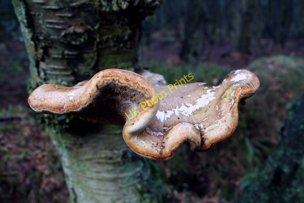 Photo 6"x4" Fungus on Tree on Leaf Howe Stape c2008