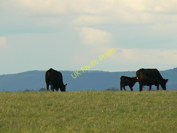 Photo 6"x4" Cattle near Salisbury Plain Erlestoke c2008