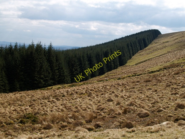 Photo 6"x4" Forest edge, White Shank White Shank\/NT2006 c2008