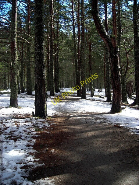 Photo 6"x4" Footpath in Glenmore Forest Park Reindeer Ho c2008
