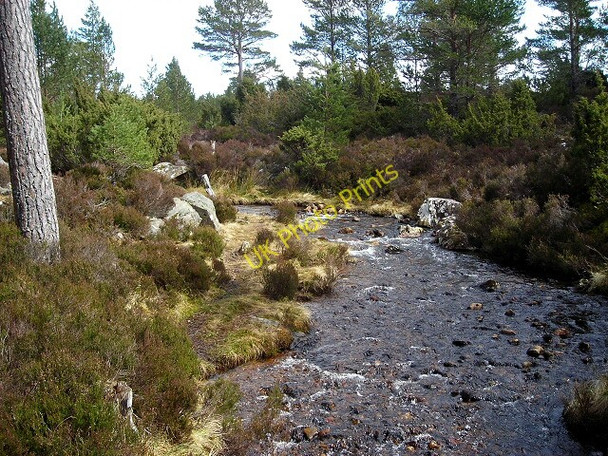 Photo 6"x4" Burn in Rothiemurchus Forest Doune\/NH8809 c2008