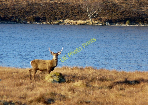 Photo 6"x4" Red deer by Loch More Achfary c2008