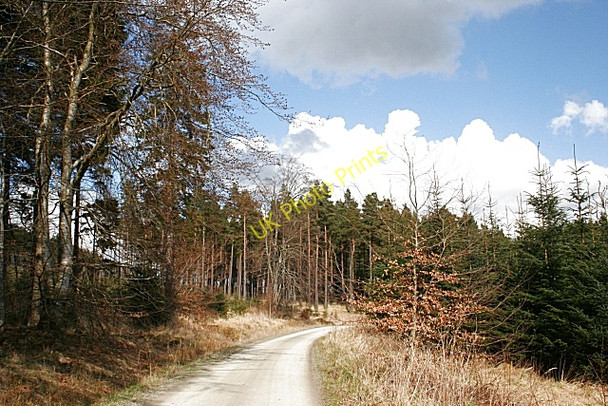 Photo 6"x4" Bin Forest Huntly c2008