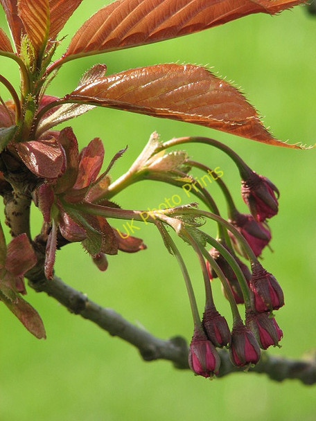 Photo 6"x4" New leaves and flowers Deopham c2008