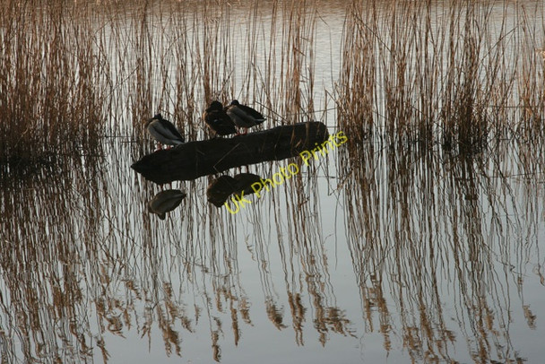 Photo 6"x4" The Three Stooges, North Ferriby Reed Pond North Ferriby c2008