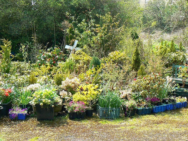 Photo 6"x4" Flower garden, Ram Inn, Potters Pond, Wotton under Edge Holywell\/ST7693 c2008