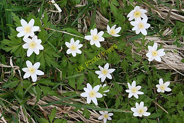 Photo 6"x4" Windflower (Anemone nemorosa) Fochabers c2008