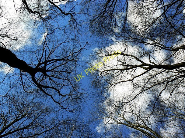 Photo 6"x4" Beech trees, Cobham Frith Chisbury\/SU2766 c2008