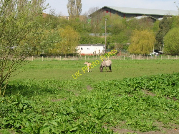 Photo 6"x4" Horse and foal in field near Great Stour Canterbury\/TR1457 c2008